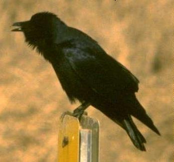 Fish Crow (Corvus ossifragus) on post.jpg