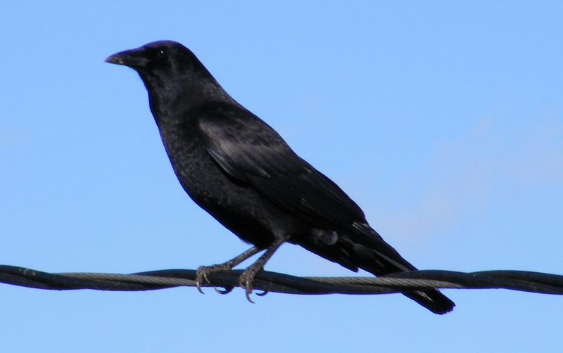 Northwestern Crow (Corvus caurinus) on wires.jpg