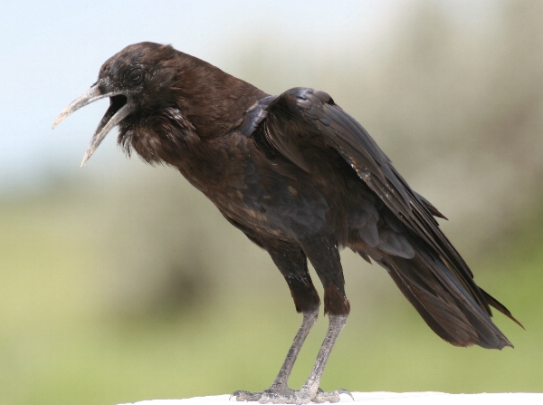 Black or Cape Crow (Corvus capensis).jpg