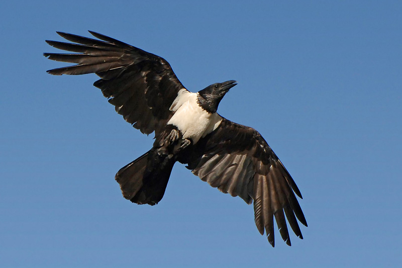 Pied Crow (Corvus albus).jpg