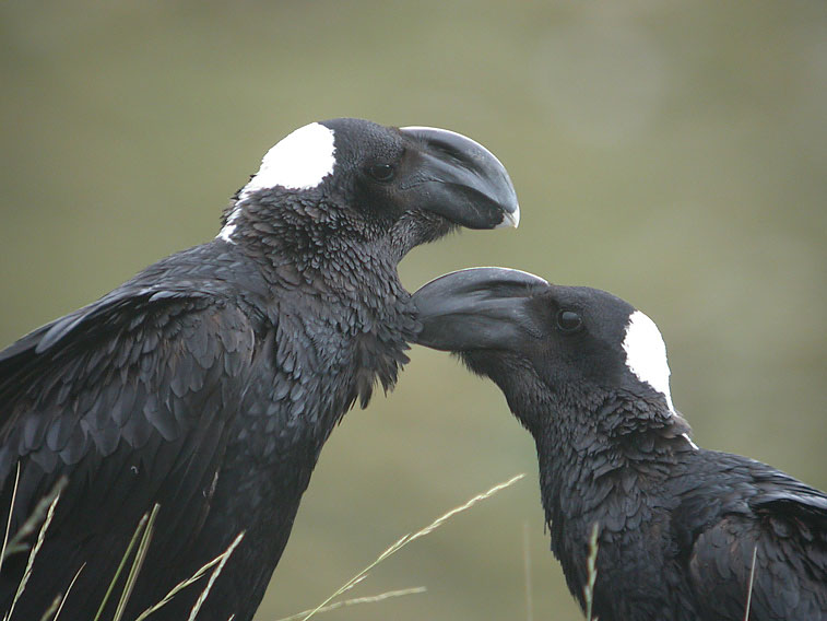 Thick-billed Raven (Corvus crassirostris).jpg