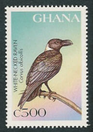R550-White-necked Raven (Corvus albicollis).jpg