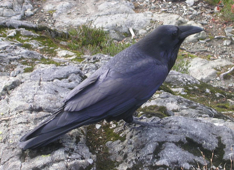 Northern Raven Cypress Provincial Park 2-Common Raven (Corvus corax).jpg