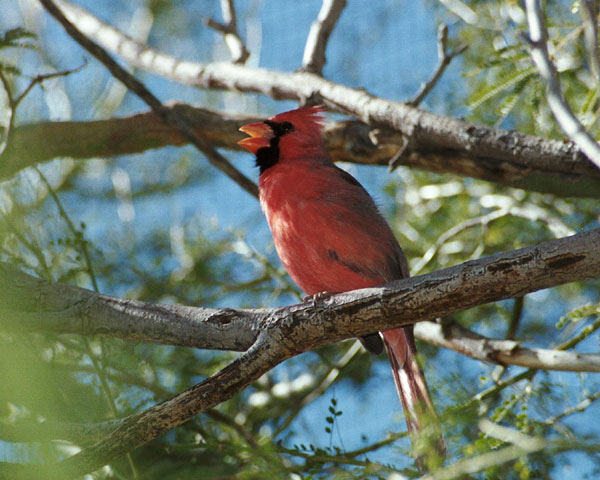 Northern Cardinal (Cardinalis cardinalis)-singing.jpg
