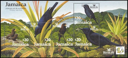 Jamaican Blackbird (Nesopsar nigerrimus).jpg