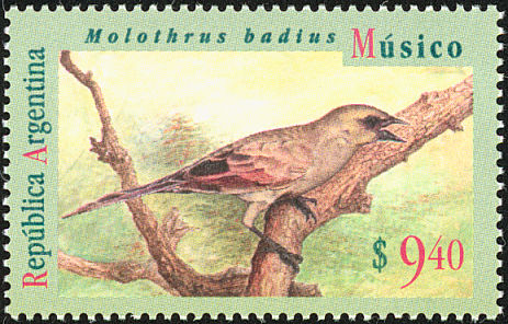 arg199501l-Bay-winged Cowbird (Agelaioides badius).jpg