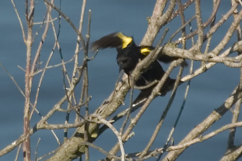 agethi11493-Yellow-winged Blackbird (Agelasticus thilius).jpg