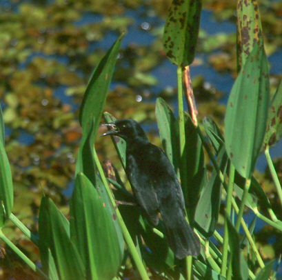 agecya1203-Unicoloured Blackbird (Agelasticus cyanopus).jpg