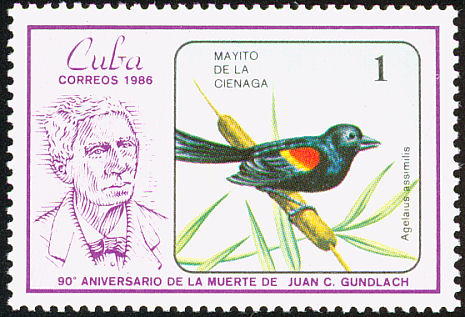 cub198601l-Red-shouldered Blackbird (Agelaius assimilis).jpg