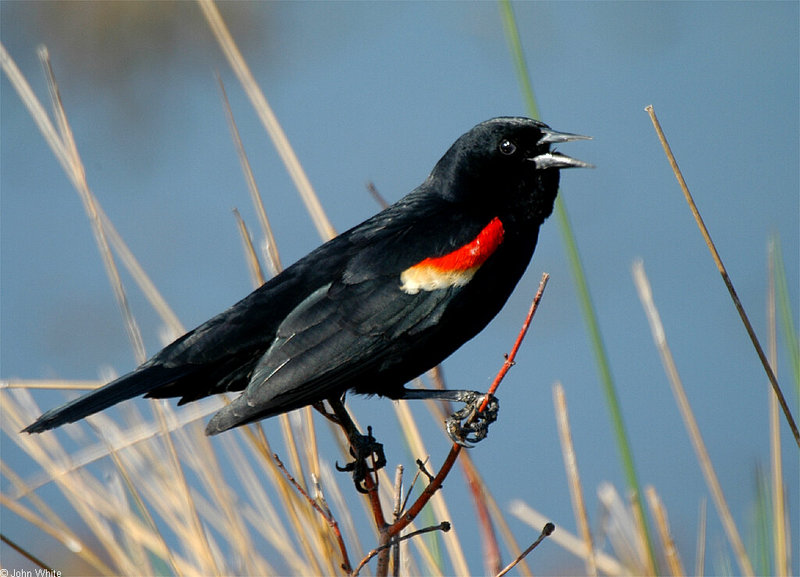 Tri-colored or Tricolored Blackbird (Agelaius tricolor).jpg