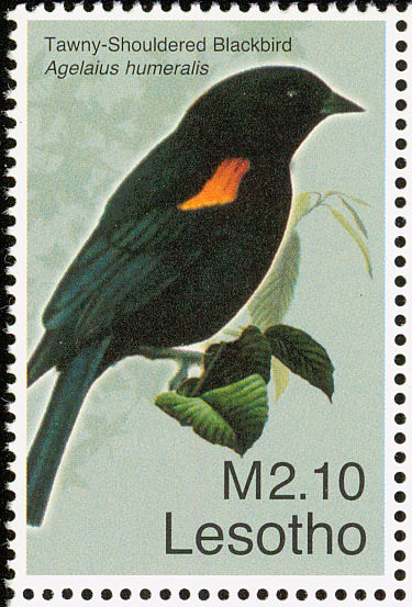 les200703l-Tawny-shouldered Blackbird (Agelaius humeralis).jpg