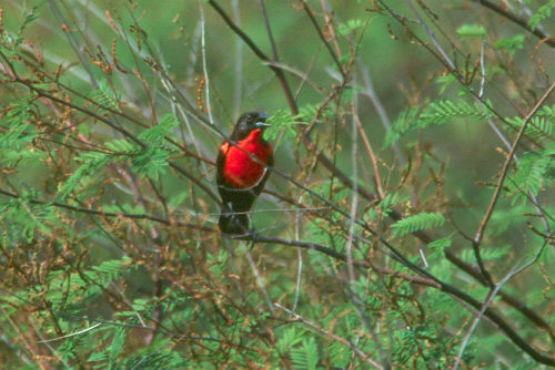 leimil3169-Red-breasted Blackbird (Sturnella militaris).jpg