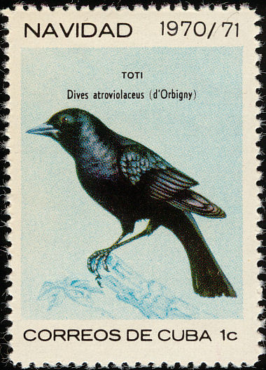 cub197006l-Cuban Blackbird (Dives atroviolaceus).jpg
