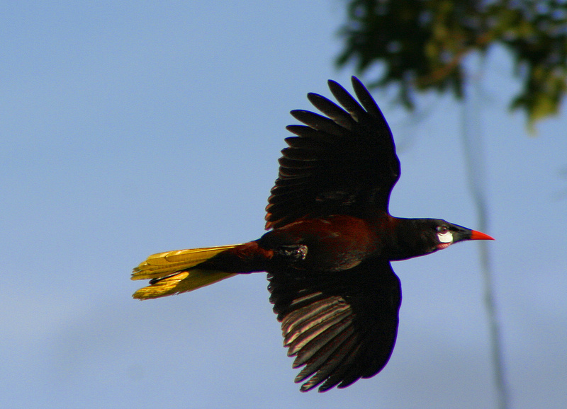 Montezuma Oropendola (Psarocolius montezuma) costa rica in flight.jpg