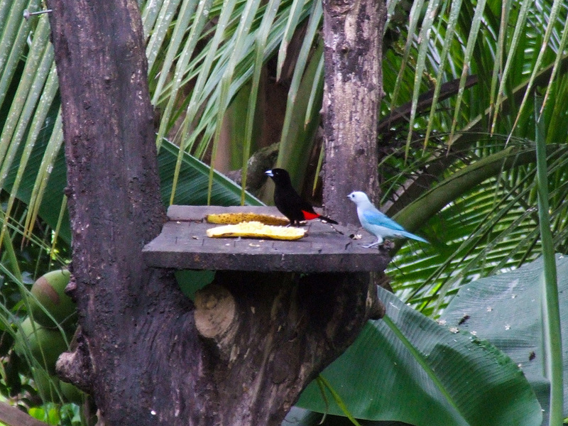 Blue-gray Tanager (Thraupis episcopus) and Scarlet-rumped Cacique (Cacicus microrhyncus).jpg