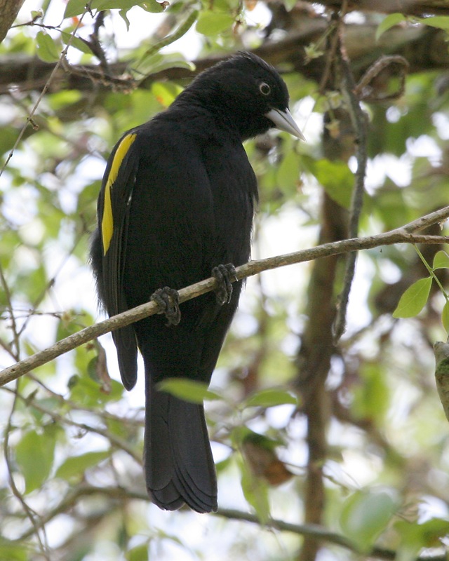 Golden-winged Cacique (Cacicus chrysopterus).jpg