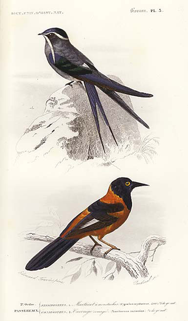Bule Swallow and Orange Oriole (Icterus auratus).jpg