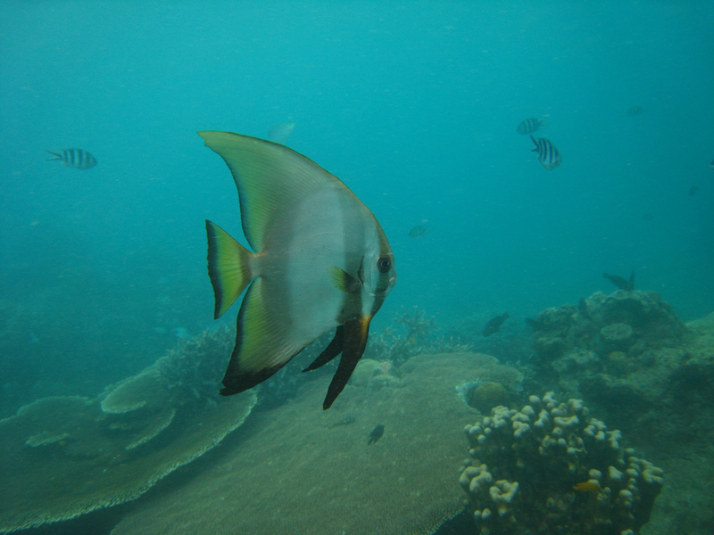 Golden Spadefish (Platax boersii) juv.jpg