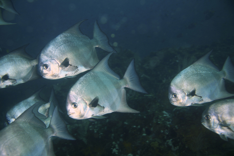 Pacific spadefish, Chaetodipterus zonatus.jpg