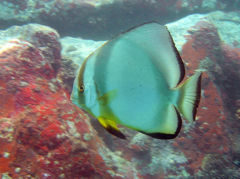 Dusky batfish, Platax pinnatus.jpg