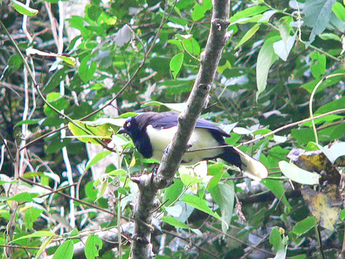 Black-chested Jay (Cyanocorax affinis).jpg