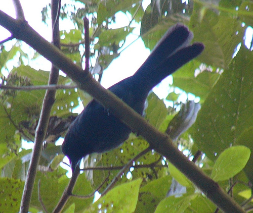 Black-throated Jay (Cyanolyca pumilo).jpg