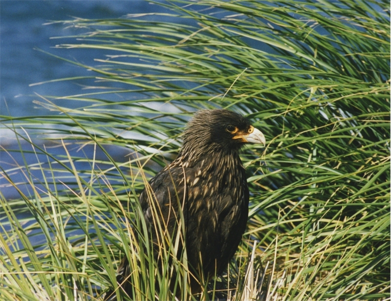 Striated Caracara (Phalcoboenus australis) at Falkland Islands.jpg