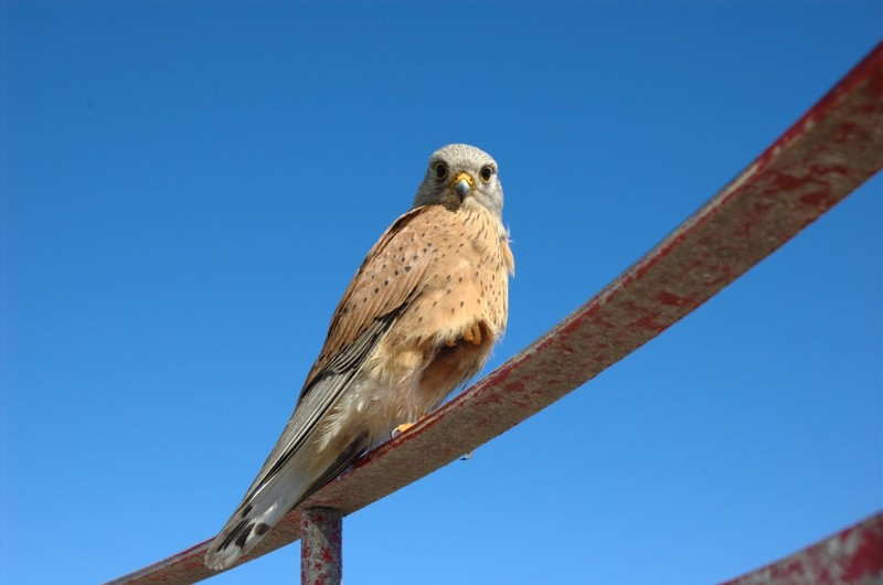 Rock Kestrel (Falco tinnunculus rupicolus).jpg