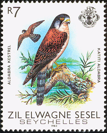 zil198314l-Seychelles Kestrel (Falco araea).jpg