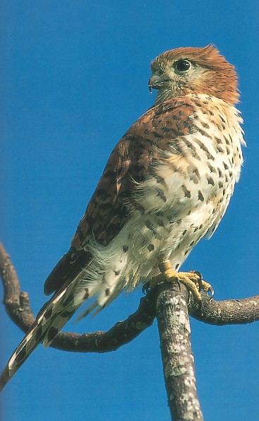 Mauritius Kestrel (Falco punctatus) 2.jpg
