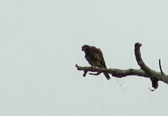 Moluccan Spotted Kestrel (Falcon moluccensis microbalius).jpg