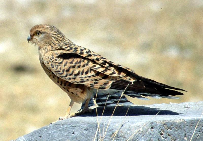 Greater Kestrel (Falco rupicoloides) Namibia.jpg