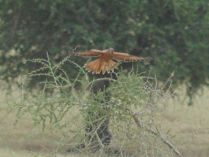 Fox Kestrel (Falco alopex).jpg