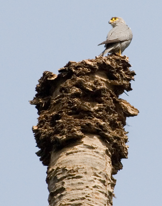 Grey Kestrel (Falco ardosiaceus).jpg