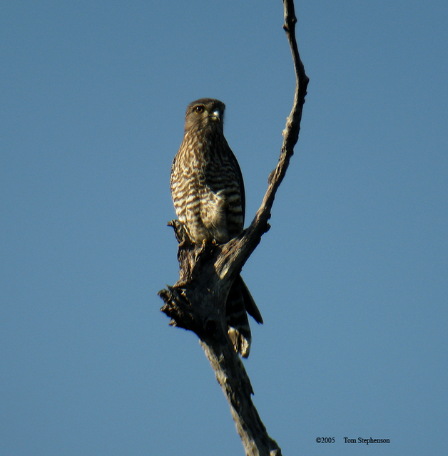 I TS16-Madagascar Barred or Banded Kestrel (Falco zoniventris).jpg