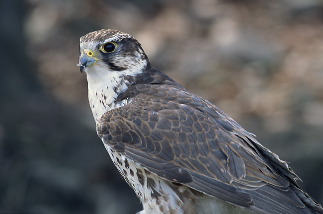 Saker Falcon (Falco cherrug) (Marek Szczepanek).jpg