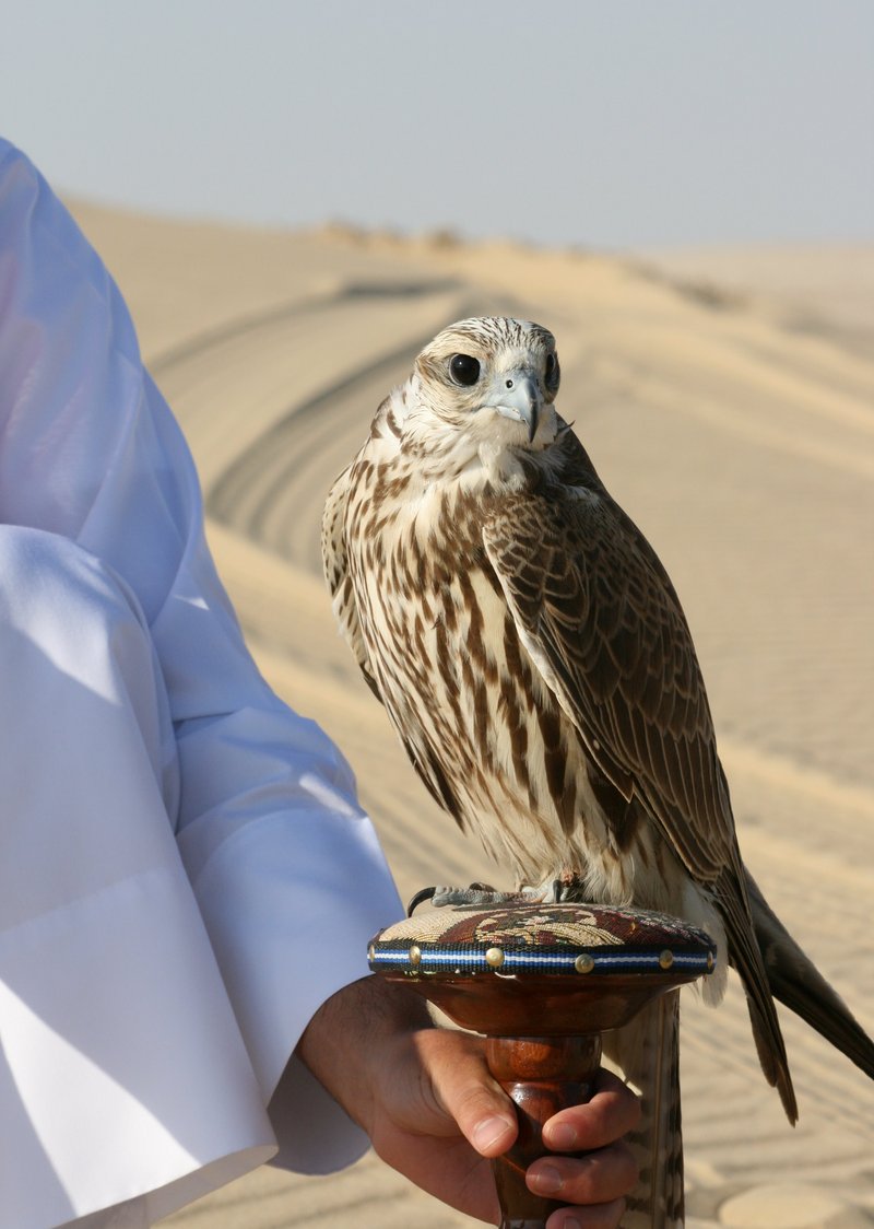 Saker Falcon (Falco cherrug) Qatar.jpg