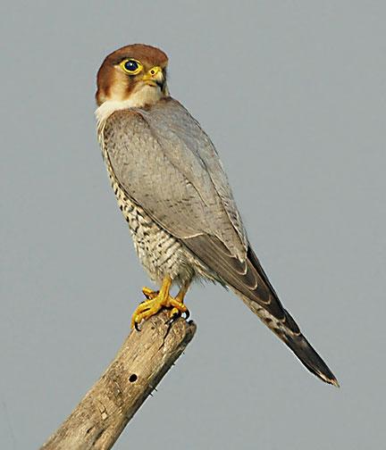Red-necked-falcon8nd - Red-headed Falcon (Falco chicquera).jpg