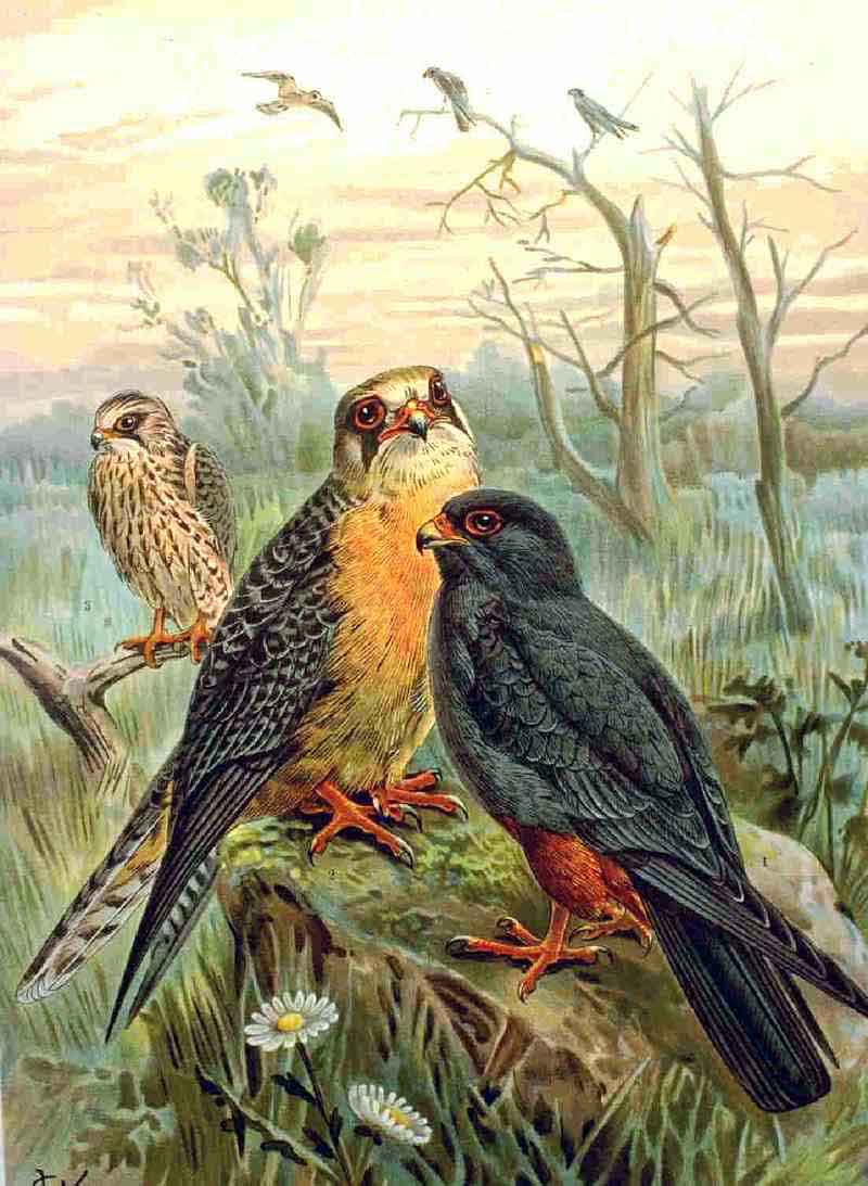 Red-footed Falcon (Falco vespertinus) NAUMANN.jpg