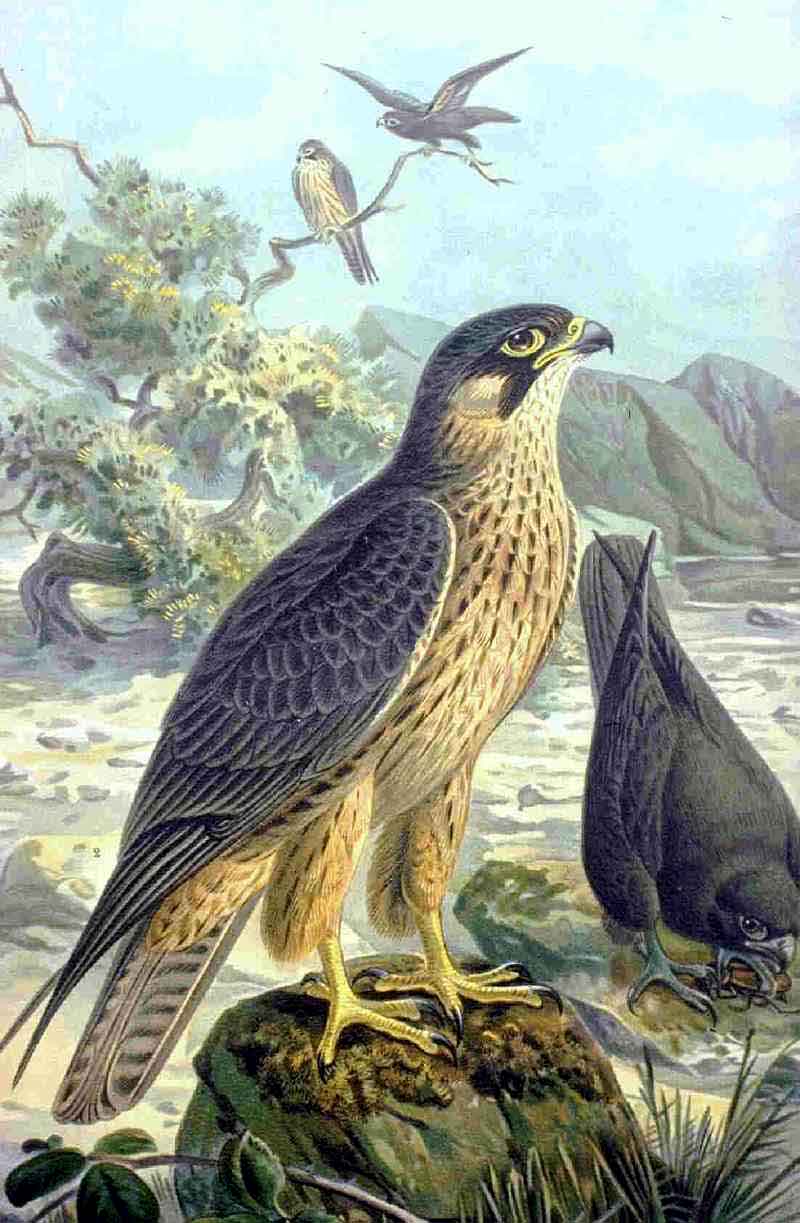 Eleonora\'s Falcon (Falco eleonorae) NAUMANN.jpg
