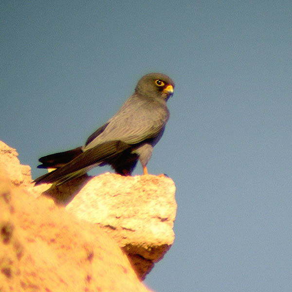 Sooty Falcon (Falco concolor).jpg