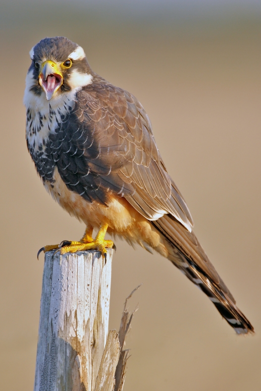 Aplomado Falcon (Falco femoralis) portrait.jpg