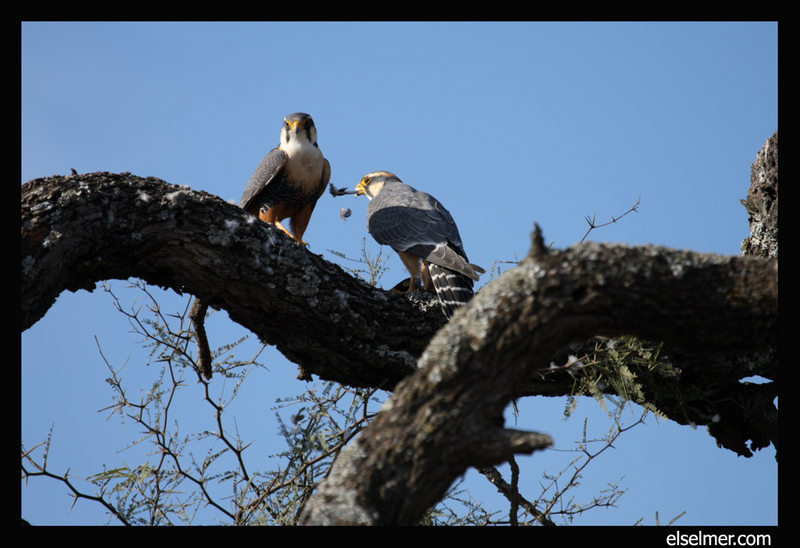 Orange-breasted Falcon (Falco deiroleucus).jpg