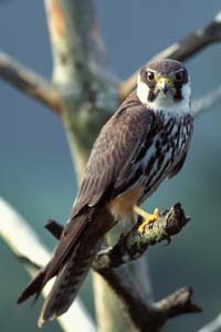 Faucon hobereau-Eurasian Hobby (Falco subbuteo).jpg