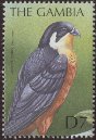 African Hobby (Falco cuvierii).jpg