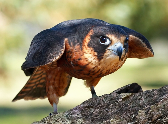 Australian Hobby (Falco longipennis).jpg