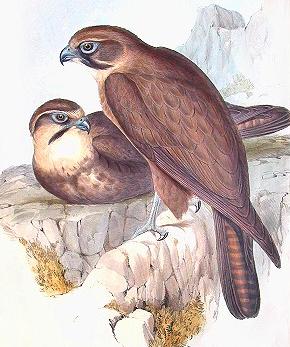 Brown Falcon (Falco berigora).jpg
