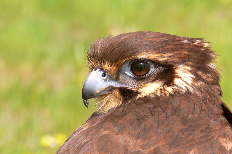 Brown Falcon (Falco berigora) 1444.jpg