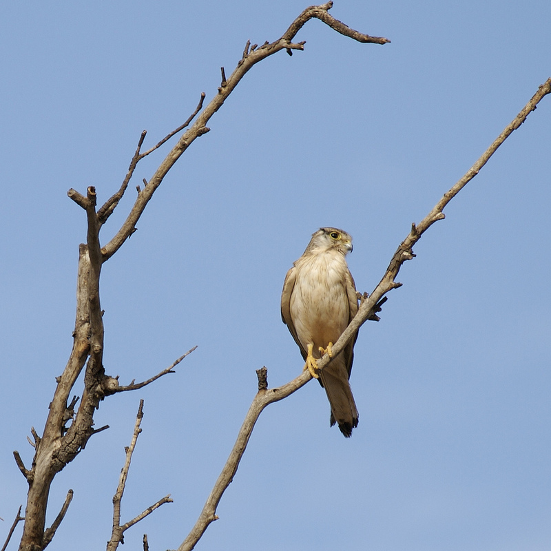 Grey Falcon (Falco hypoleucos).jpg