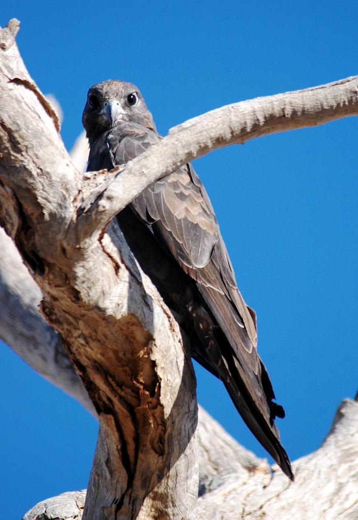 Black Falcon (Falco subniger).jpg